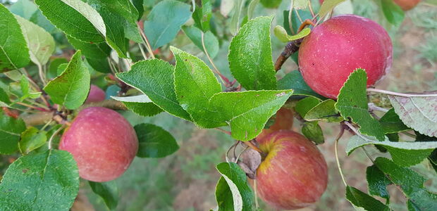 Obstgarten alter Sorten Haseldorf